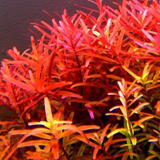 Rotala Rotundifolia IP 7