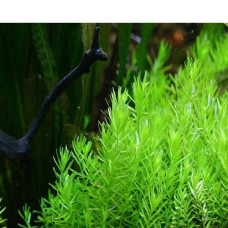 Rotala Sp. Green IP 6