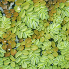Salvinia auriculata (Eared Watermoss)