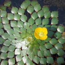 Trapa natans (Water Chestnut)