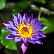 Water Lily Blue - Aquatic Plants - M1