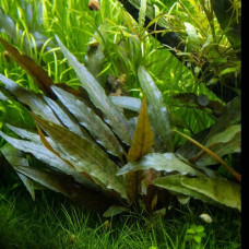 Cryptocoryne Beckettii BP 10