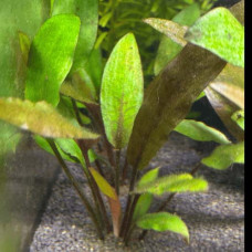 Cryptocoryne Beckettii Petchii BP 11