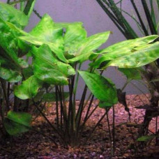 Cryptocoryne Pontederiifolia BP 15