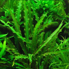 Cryptocoryne Spiralis BP 13