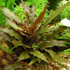 Cryptocoryne Undulata Red BP 12