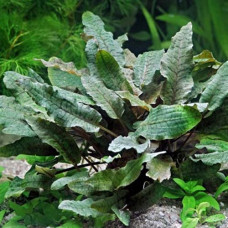 Cryptocoryne Wendtii Brown BP 09