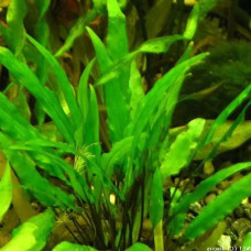 Cryptocoryne Wendtii Green BP 08