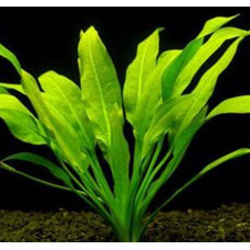 Echinodorus Amazonicus BP 22