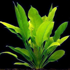 Echinodorus Argentine BP 23 