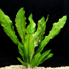 Echinodorus Major  BP 24