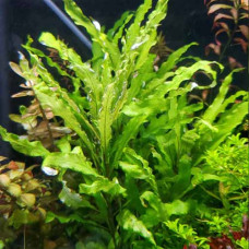 Hygrophila Corymbosa Siamensis BP2