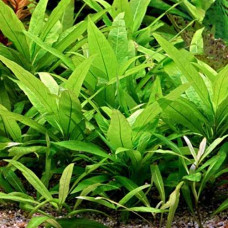 Hygrophila Corymbosa Stricta BP3