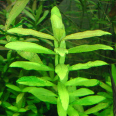 Hygrophila Polysperma BP4