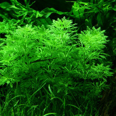 Limnophila Sessiliflora  BP 21