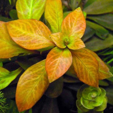 Ludwigia Ovalis (easy–moderate) BP07