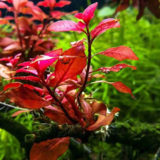 Ludwigia Palustris BP 06