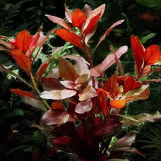 Ludwigia Repens BP 4