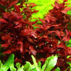 Ludwigia Repens ‘Rubin’BP5
