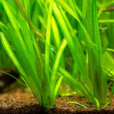 Vallisneria Americana BP 19