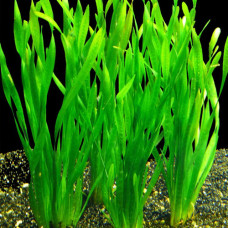 Vallisneria Asiatica BP 20