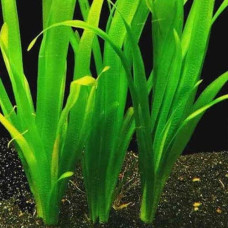 Vallisneria Giant BP 18 