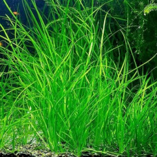 Vallisneria Nana BP17 