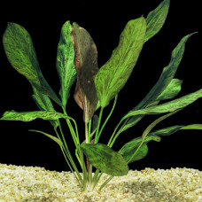 Echinodorus Ozelot BP 26